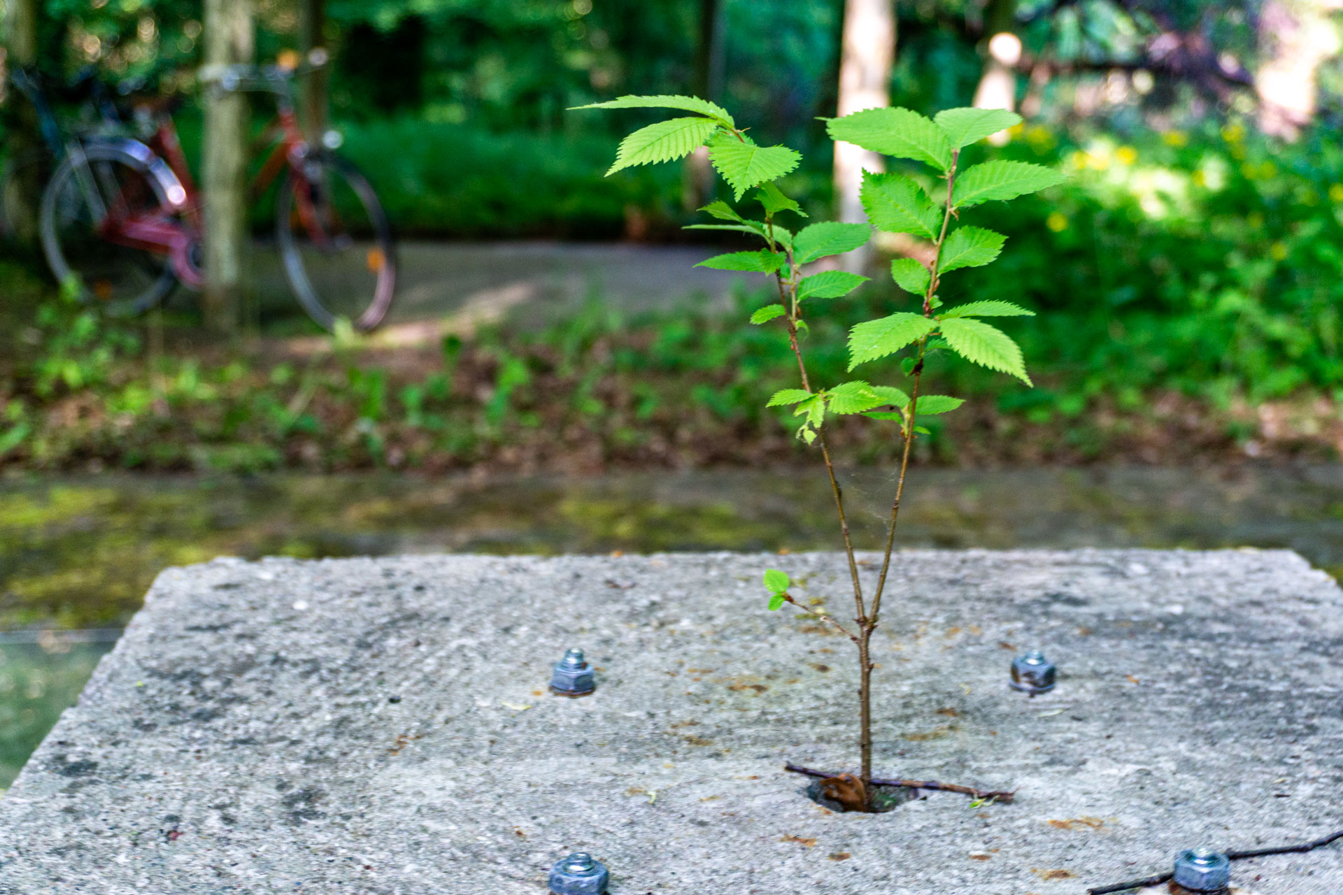 Artist-in-Residence 2025 — Skulpturenpark Wesenberg